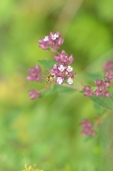 Syrphe sur lamiacées