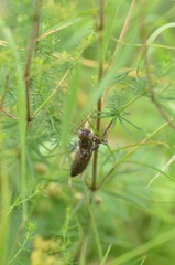 Exuvie d'Æschne bleue (Aeshna cyanea)