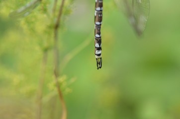 Cerque d'Aeschne bleue
