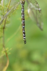 Cerque d'Aeschne bleue