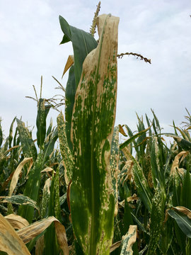 Helminthosporium oder Turcicum Blattflecken an Mais (Blattkrankheit der Maispflanze)