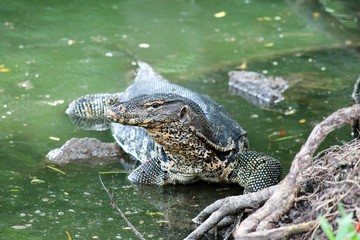 monitor lizard thailand wild dangerous 