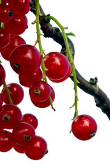 Rote Johannisbeeren