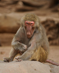 Baboon 