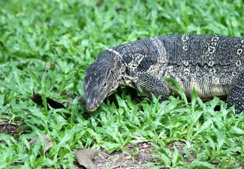 monitor lizard thailand wild