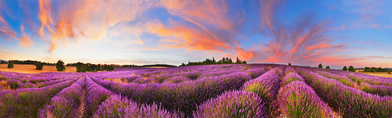 Panorama of lavender field at sunset, France