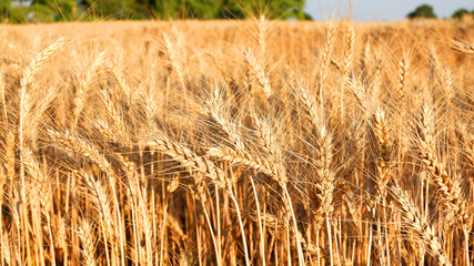 A field of ripe wheat in a Sunny day. Ear of wheat.