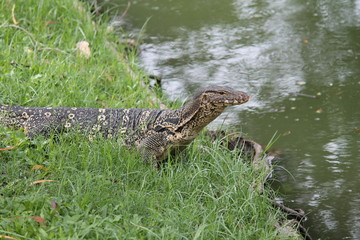 monitor lizard  thailand 