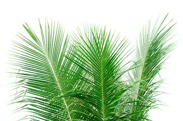 Leaves of coconut tree on white background