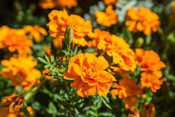 Marigold Flowers