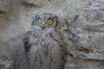 Young eurasian scops owl, otus scops, Italy
