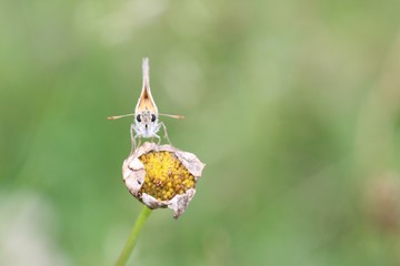 Face à face avec le Thymelicus