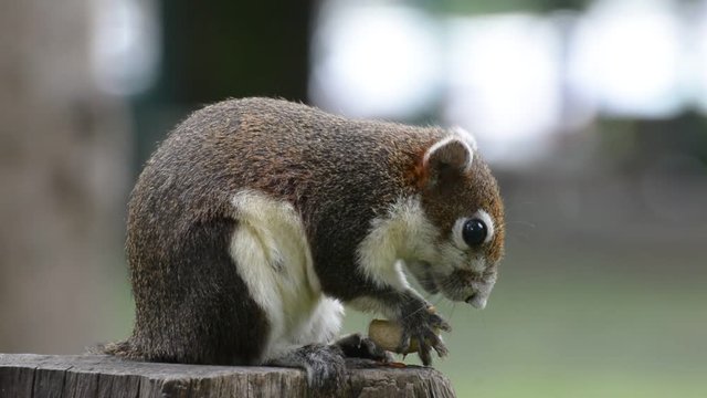 The squirrel eat nut on the stump in the park. No Sound.