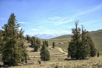 View of White Mountains From Ancient Bristlecone Pine Tree, California