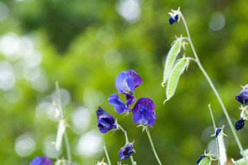 Blue sweet pea