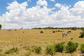group of herbivore animals in savannah at africa