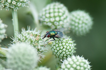 Fly on white eryngium