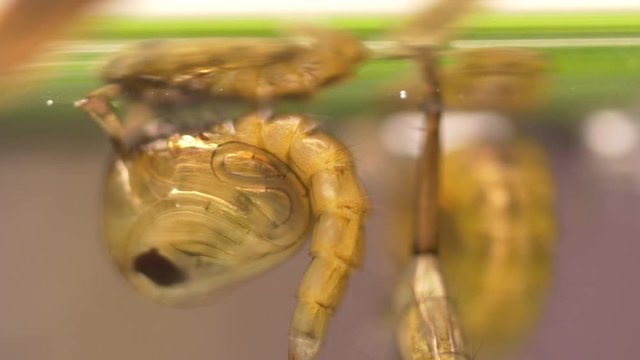 mosquito larvae and Pupa