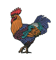 Colorful rooster or cock hand drawn in old etching style. Concept of domestic fowl, poultry farm bird. Vector illustration for banner, poster, t-shirt print, agricultural market logo, advertisement.