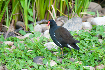 Coot