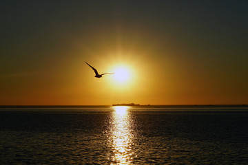 Fototapeta na wymiar Seagull on sunset background