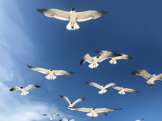 Seagulls Flying Overhead with Blue Sky Background