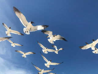 Seagulls Flying Overhead with Blue Sky Background