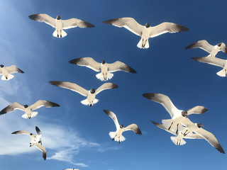 Seagulls Flying Overhead with Blue Sky Background