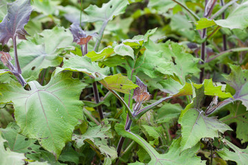 Yacon (Smallanthus sonchifolius) plant at organic cultivation field