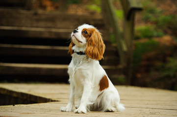 Cavalier King Charles Spaniel dog sitting on walkway