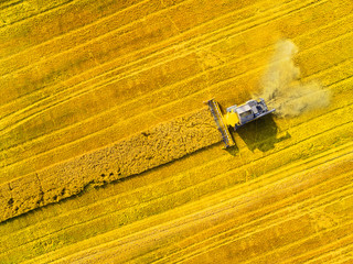 Aerial view of combine harvester. Harvest of rapeseed field. Industrial background on agricultural...