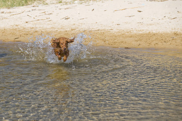 Dog Plays on the Beach