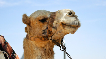 Camel head closeup outdoors. Camels are pack animals widely used in Africa and Middle east.