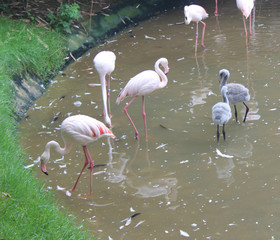flamants roses