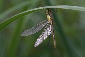 Naissance d'une libellule