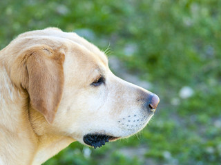 Portrait of golden Labrador Retriever