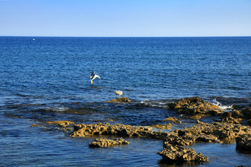 Dwa morskie ptaki na skałach na brzegu wyspy Rodos. - obrazy, fototapety, plakaty