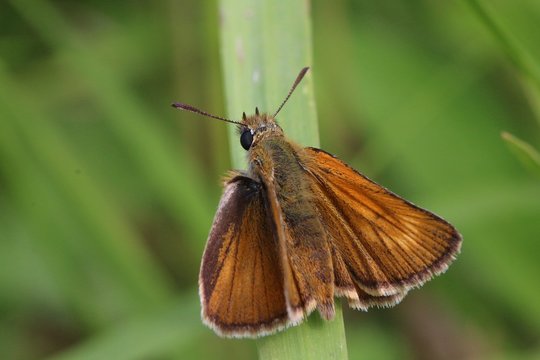 l'Hesp&eacute;rie du Chiendent (Thymelicus acteon)
