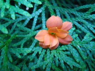 Blüte orange