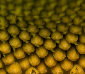 Sunflower head macro photo background