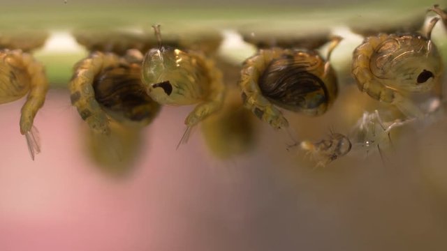 mosquito larvae and Pupa