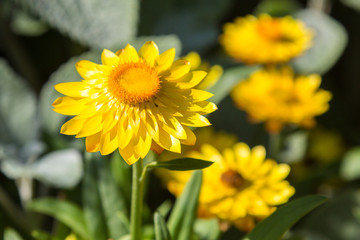 Golden Everlasting Strawflower