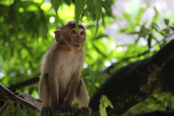 Affe in Thailand