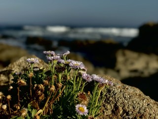 Seaside bloom