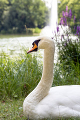 Obraz premium adult swan against fountain in the Great Garden of Dresden