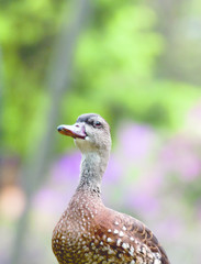 Low angel shot of one brown female duck walking outside at springtime.