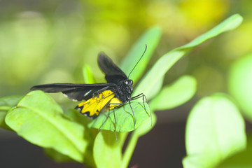 Colorful black yellow butterfly sitting on green leaf.