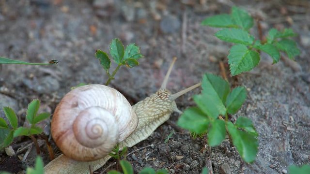 Snail in the Grass Large garden snail crawls through high green grass