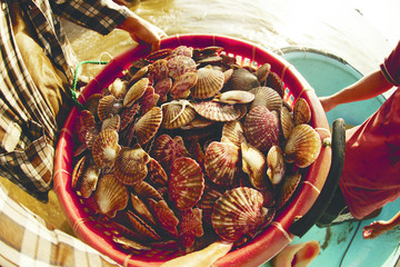 Stack of fresh scallops in orange basket caught by fisherman in the morning, Vietnam.