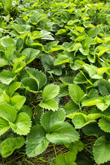 Strawberry seedling close-up leaves background